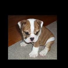Engelsk bulldog Hektor