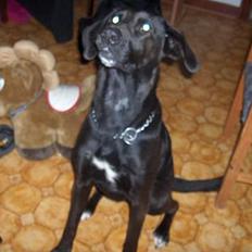 Blanding af racer plet