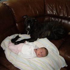 Amerikansk staffordshire terrier Freya