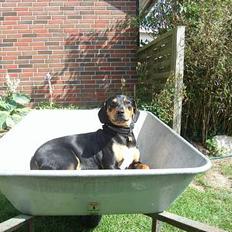 Blanding af racer Bølle