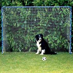 Border collie Marco R.I.P.