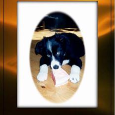 Border collie Marco R.I.P.