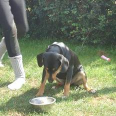 Blanding af racer Bølle