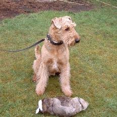 Airedale terrier Rusty