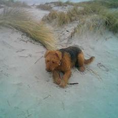 Airedale terrier Rusty
