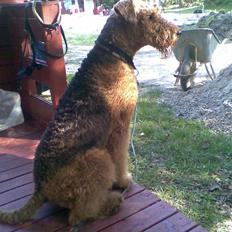 Airedale terrier Rusty