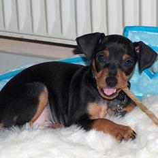 Prazsky krysarik Nemo