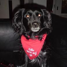 Blanding af racer Molli  ( Turboben )