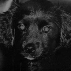 Blanding af racer Molli  ( Turboben )