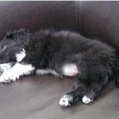 Blanding af racer Molli  ( Turboben )