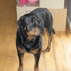 Rottweiler tyson