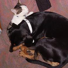 Blanding af racer fnis 