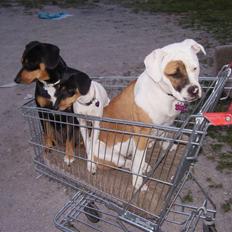 Blanding af racer fnis 