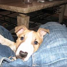 Bullterrier miniature Rocco