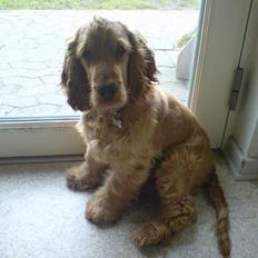 Cocker spaniel Luka