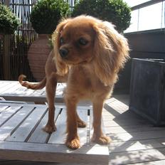 Cavalier king charles spaniel Nugga 