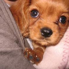 Cavalier king charles spaniel Nugga 
