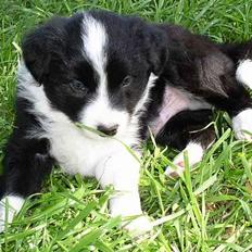 Border collie Blue Borders Eliot