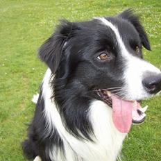 Border collie Blue Borders Eliot