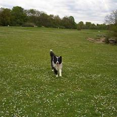 Border collie Blue Borders Eliot