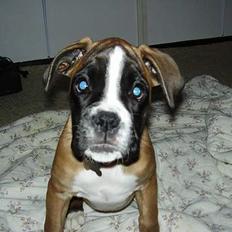 Boxer Zippo ( The Roligans)