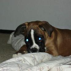 Boxer Zippo ( The Roligans)