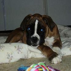 Boxer Zippo ( The Roligans)