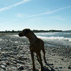 Rhodesian ridgeback Monomotabas Ruby Cabernet
