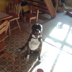 Amerikansk staffordshire terrier torsten