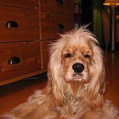 Amerikansk cocker spaniel Buster