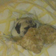 Mops Malte