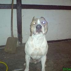 Amerikansk staffordshire terrier TYSON