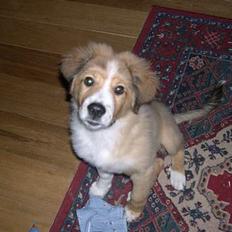 Border collie lady (død) R.I.P