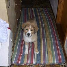 Border collie lady (død) R.I.P