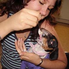 Dansk svensk gaardhund daisy 