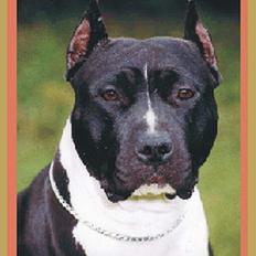 Amerikansk staffordshire terrier Royal Court WR DoubleTake
