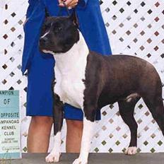 Amerikansk staffordshire terrier Royal Court WR DoubleTake