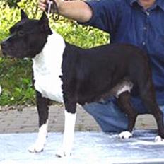 Amerikansk staffordshire terrier Royal Court WR DoubleTake