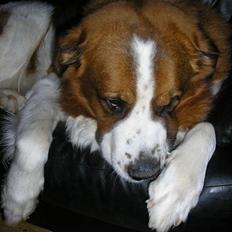 Sankt bernhardshund Django