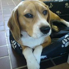 Beagle Bella *RIP <3*