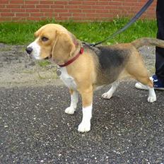 Beagle Bella *RIP <3*