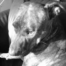 Amerikansk staffordshire terrier Zoe