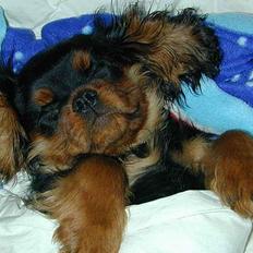 Cavalier king charles spaniel Grand Marica Kijafa