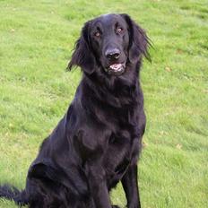 Flat coated retriever Samson