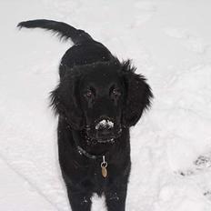 Flat coated retriever Samson