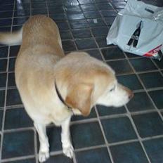 Blanding af racer Kwai (død)