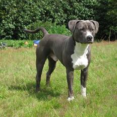 Amerikansk staffordshire terrier ...