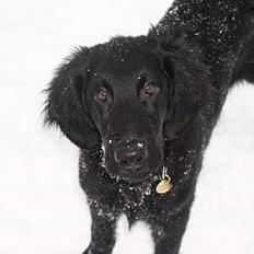 Flat coated retriever Samson
