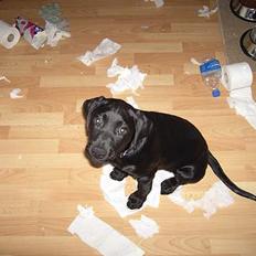 Labrador retriever Charlie