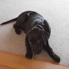 Labrador retriever Charlie